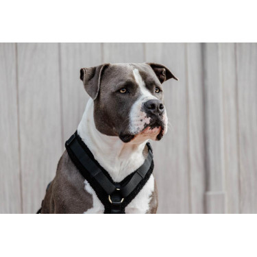 Harnais pour chien Active Teddy Fleece Kentucky Harnais pour chien Active Teddy Fleece Kentucky