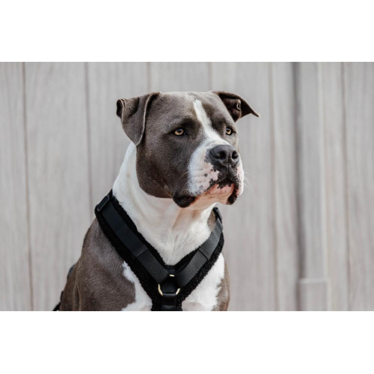 Harnais pour chien Active Teddy Fleece Kentucky Harnais pour chien Active Teddy Fleece Kentucky