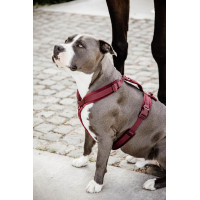 Harnais pour chien Active Velvet Kentucky Bordeaux Harnais pour chien Active Velvet Kentucky Bordeaux