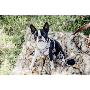 Harnais pour chien Active Velvet Kentucky Harnais pour chien Active Velvet Kentucky