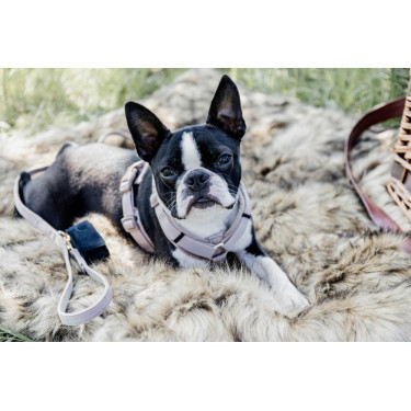 Harnais pour chien Active Velvet Kentucky Harnais pour chien Active Velvet Kentucky
