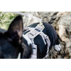 Harnais pour chien Active Velvet Kentucky Beige