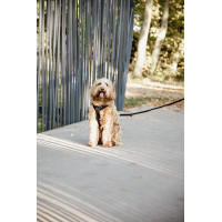 Harnais pour chien Active Velvet Kentucky Bordeaux