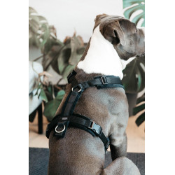 Harnais pour chien Active Velvet Kentucky Noir