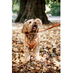 Harnais pour chien Active Velvet Kentucky