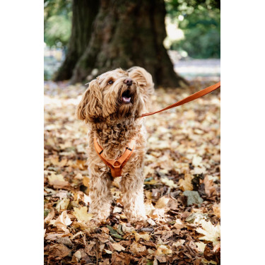 Harnais pour chien Active Velvet Kentucky Harnais pour chien Active Velvet Kentucky