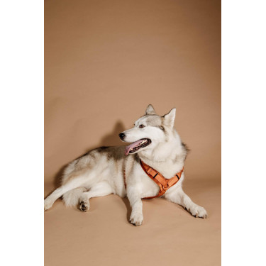 Harnais pour chien Active Velvet Kentucky Harnais pour chien Active Velvet Kentucky