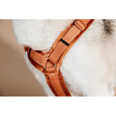 Harnais pour chien Active Velvet Kentucky Harnais pour chien Active Velvet Kentucky
