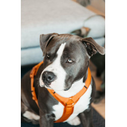 Harnais pour chien Active Velvet Kentucky Orange