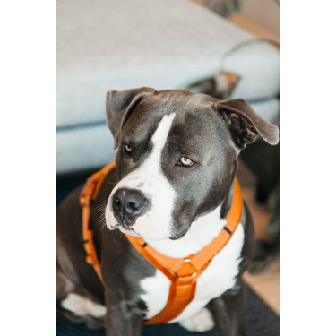 Harnais pour chien Active Velvet Kentucky Harnais pour chien Active Velvet Kentucky
