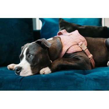 Harnais pour chien Body Safe Wool Kentucky Harnais pour chien Body Safe Wool Kentucky