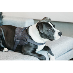 Harnais pour chien Body Safe Wool Kentucky Gris