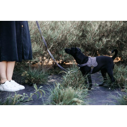 Harnais pour chien Body Safe Wool Kentucky Gris
