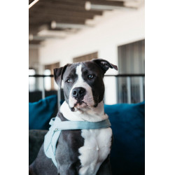 Harnais pour chien Body Safe Wool Kentucky Bleu clair