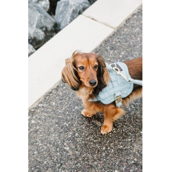 Harnais pour chien Body Safe Wool Kentucky Bleu clair