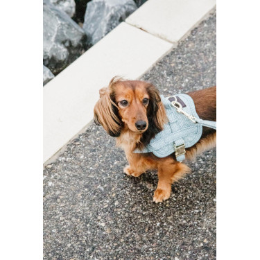 Harnais pour chien Body Safe Wool Kentucky Bleu clair