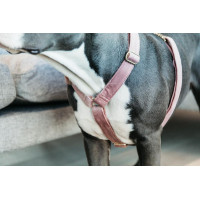 Harnais pour chien Velvet Loop Kentucky Vieux rose