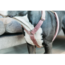 Harnais pour chien Velvet Loop Kentucky Vieux rose