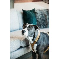 Harnais pour chien Velvet Loop Kentucky Moutarde