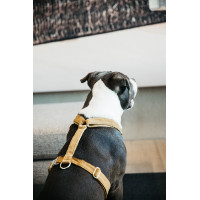Harnais pour chien Velvet Loop Kentucky Vieux rose Harnais pour chien Velvet Loop Kentucky Vieux rose