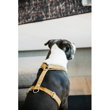 Harnais pour chien Velvet Loop Kentucky Harnais pour chien Velvet Loop Kentucky