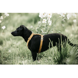 Harnais pour chien Velvet Loop Kentucky Moutarde Jaune Harnais pour chien Velvet Loop Kentucky Moutarde Jaune