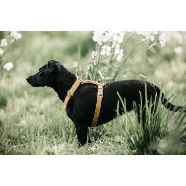 Harnais pour chien Velvet Loop Kentucky Harnais pour chien Velvet Loop Kentucky