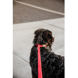 Laisse pour chien Corduroy Kentucky