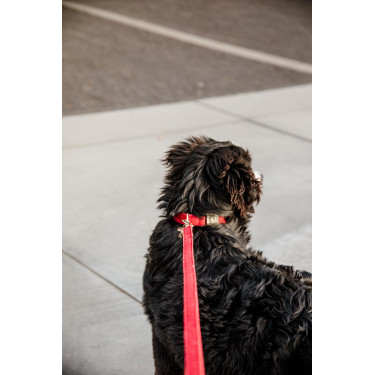 Laisse pour chien Corduroy Kentucky Laisse pour chien Corduroy Kentucky