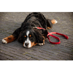 Laisse pour chien Corduroy Kentucky Rouge