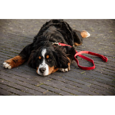 Laisse pour chien Corduroy Kentucky Laisse pour chien Corduroy Kentucky
