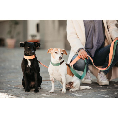 Laisse pour chien Jacquard Kentucky Laisse pour chien Jacquard Kentucky