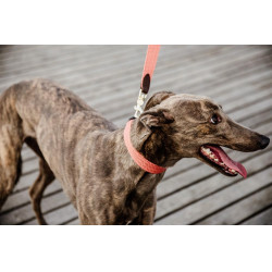 Laisse pour chien Jacquard Kentucky Terracotta Orange Laisse pour chien Jacquard Kentucky Terracotta Orange