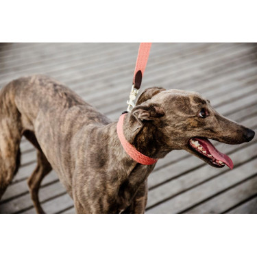 Laisse pour chien Jacquard Kentucky Terracotta Orange Laisse pour chien Jacquard Kentucky Terracotta Orange