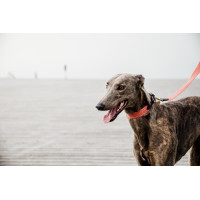 Laisse pour chien Jacquard Kentucky Terracotta Orange