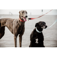 Laisse pour chien Jacquard Kentucky Neon orange