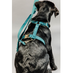 Laisse pour chien Velvet 200 cm Kentucky Emeraude Vert Laisse pour chien Velvet 200 cm Kentucky Emeraude Vert