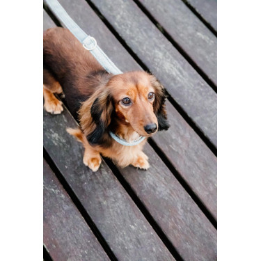 Laisse pour chien Wool Courte Kentucky Laisse pour chien Wool Courte Kentucky