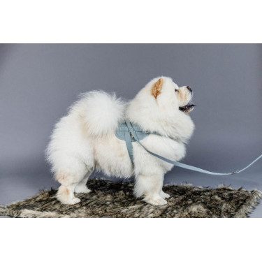 Laisse pour chien Wool Courte Kentucky Laisse pour chien Wool Courte Kentucky