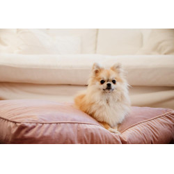 Oreiller pour chien Velvet Kentucky Vieux rose