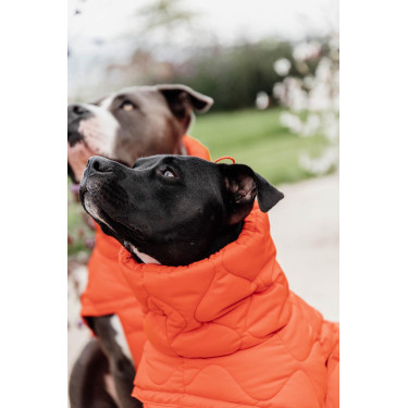 Manteau d'hiver pour chien Pina Kentucky Manteau d'hiver pour chien Pina Kentucky