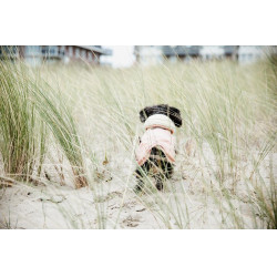 Manteau pour chien Imperméable 160g Kentucky Corail Rouge