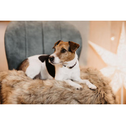 Lit pour chien Fuzzy to go Kentucky Brun Marron