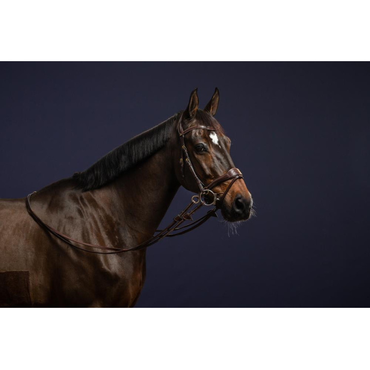 Bridon D Motion D Collection by Dy'on Bridon D Motion D Collection by Dy'on