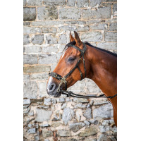 Bridon Hackamore D Collection by Dy'on Noir