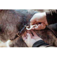 Collier Pour Chien Avec Surpiqure Décorative Dy'on Brun