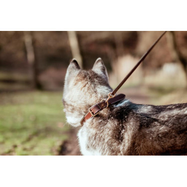 Collier Pour Chien Cuir Plat Dy'on Brun Marron