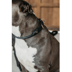 Collier pour chien tréssé Dy'on