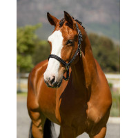 Licol en néoprène LeMieux Essential Yard Marine Bleu marine