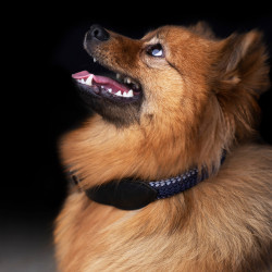 Collier pour chien HV Polo Franka Rope Gris nuage / marine